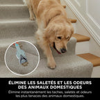 StainStriker Nettoyeur tâches 5 accessoires, pour animaux, suceur plat et tuyaux, PX200EUCP