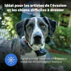 Système de clôture enterrée adapté aux chiens têtus, avec correction statique haute intensité